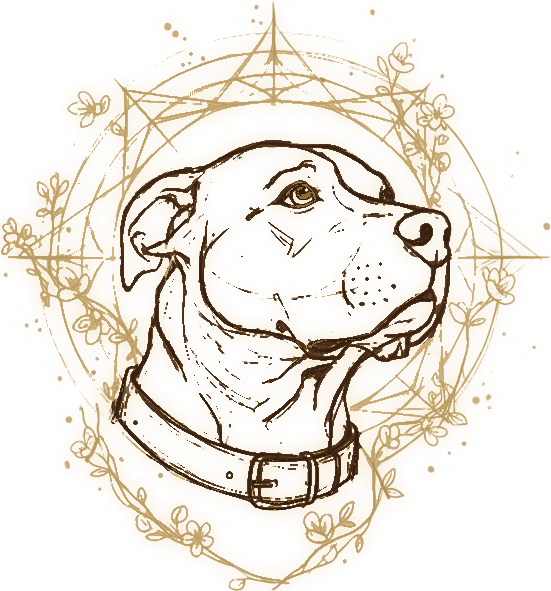 Hank, the studio's mascot — a bully breed.
